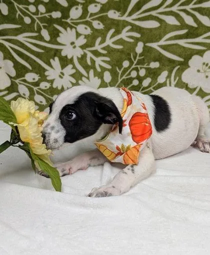 A baby medium-sized male English Setter dog named Maverick for adoption in Morton Grove, IL
