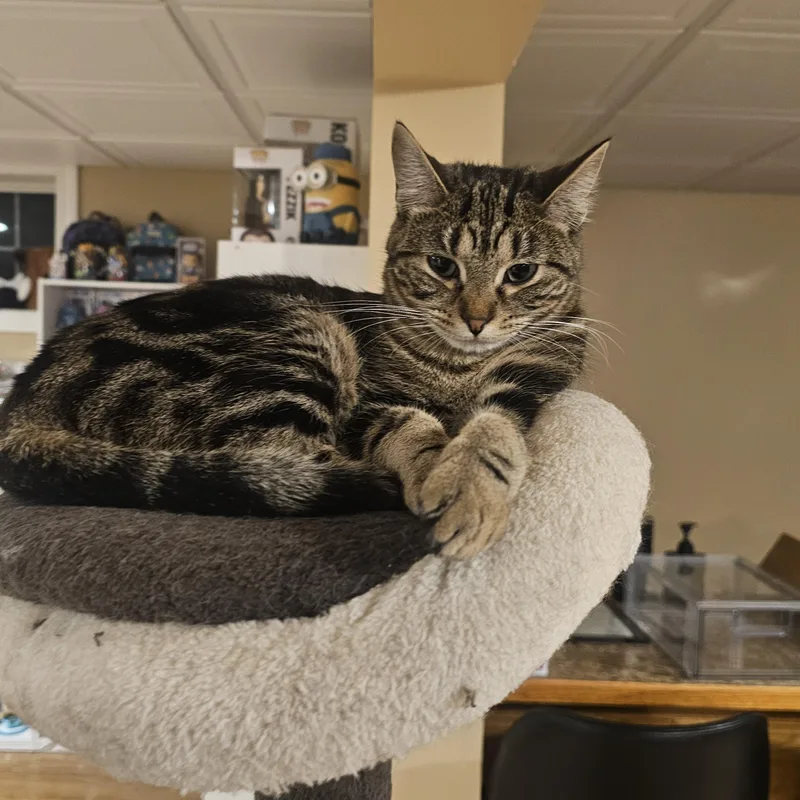 An adult small-sized female Tabby (Gray / Blue / Silver) American Shorthair cat named Twiggy for adoption in Waverly, IA