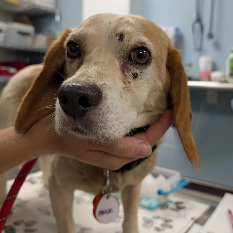 A senior small-sized male Yellow / Tan / Blond / Fawn Beagle dog named Mick for adoption in Nowata, OK