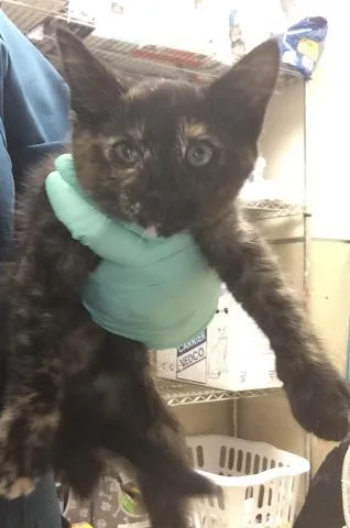 A baby small-sized female Domestic Short Hair cat named Tulup for adoption in Riverside, CA