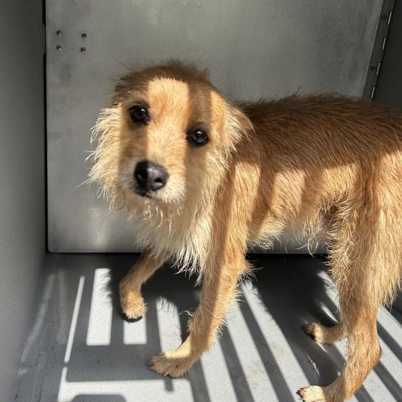 An adult small-sized male Yellow / Tan / Blond / Fawn Terrier dog named Joe for adoption in Greensboro, NC
