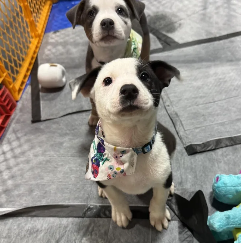 A baby large-sized male Tricolor (Brown, Black, & White) Pit Bull Terrier dog named Asher for adoption in Warr Acres, OK