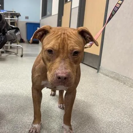 An adult medium-sized female Mixed Breed dog named Maisie for adoption in Jacksonville, FL