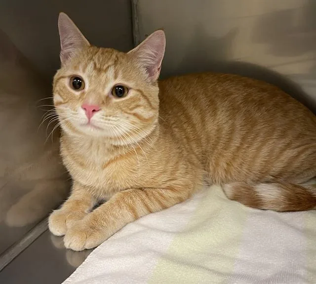 A young large-sized male Orange / Red Domestic Short Hair cat named Simba for adoption in Clyde, NC