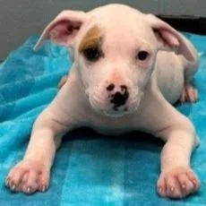 A young large-sized male Pit Bull Terrier dog named Reynolds for adoption in Kansas City, MO