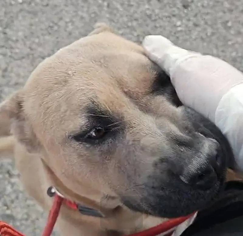A young medium-sized female Brown / Chocolate Shar-Pei dog named Alabama for adoption in Herriman, UT