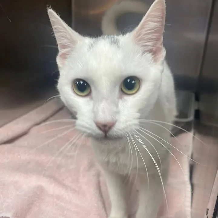 Purrfessor Paws thumbnail 2