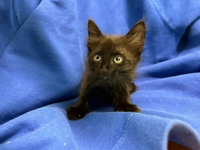 A baby small-sized female Black Domestic Short Hair cat named Doodle for adoption in Tavares, FL