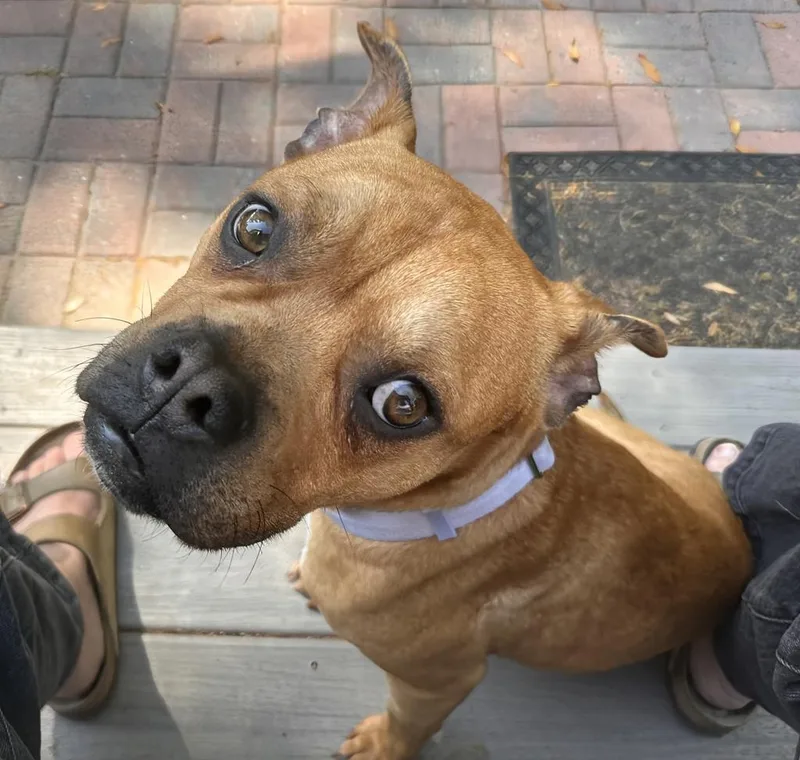 A young medium-sized male Mixed Breed dog named Bugsby for adoption in Florence, SC