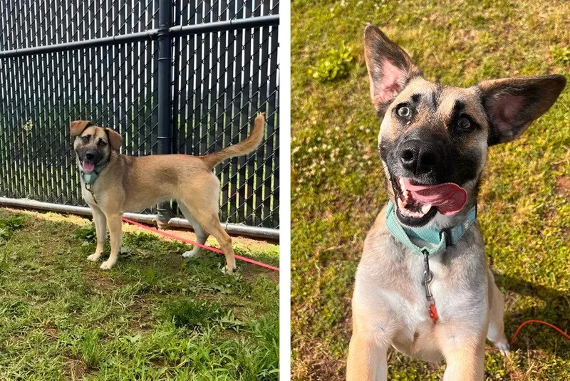An adult medium-sized female Mixed Breed dog named Susie for adoption in Weaverville, NC