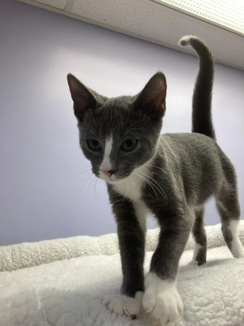 A baby small-sized female Domestic Short Hair cat named Azalea & Camellia for adoption in Cincinnati, OH