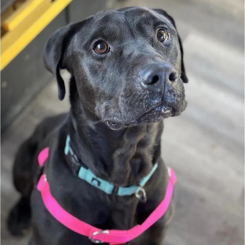 A senior large-sized male Black Labrador Retriever dog named Buddy for adoption in Stagecoach, NV