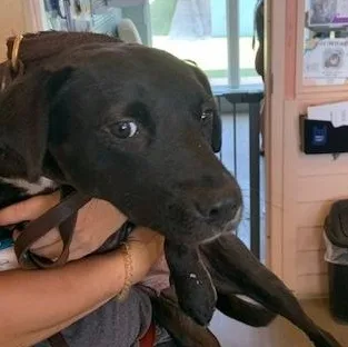 An adult medium-sized female Black Mixed Breed dog named Echo for adoption in Fernandina Beach, FL