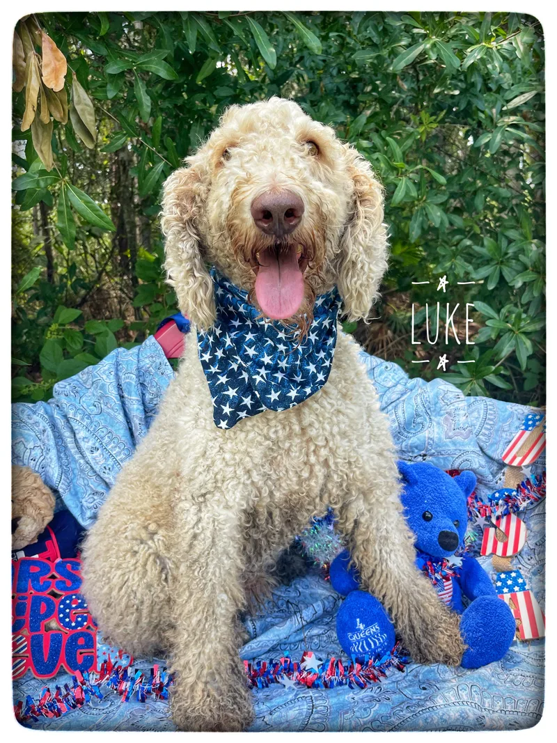 Luke thumbnail 5