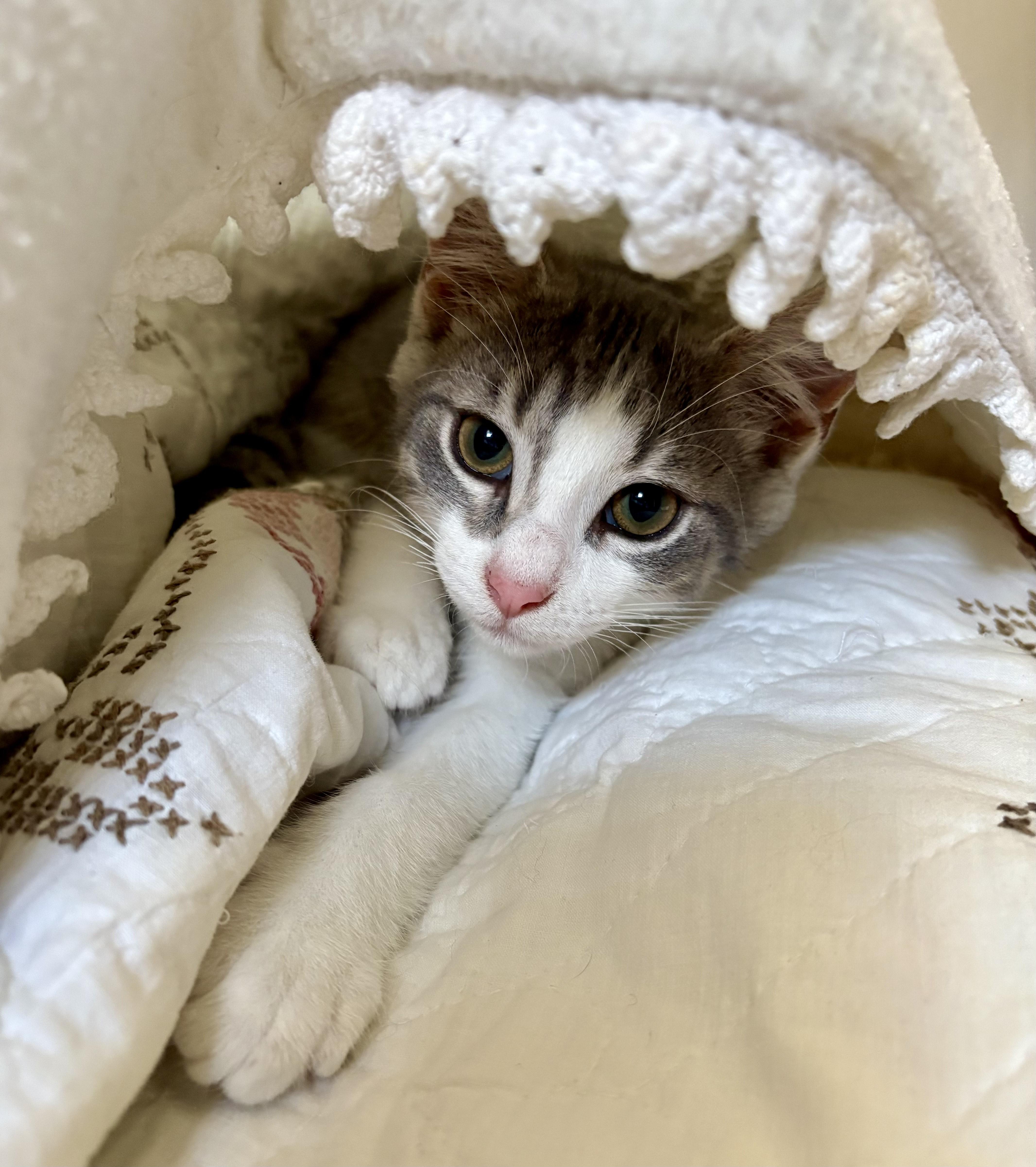 A baby medium-sized male Gray & White Domestic Short Hair cat named Anchovy for adoption in Milwaukee, WI