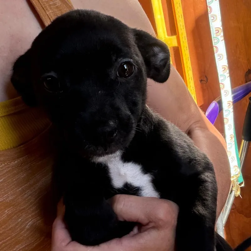 A baby small-sized female Black Chihuahua dog named Pixel for adoption in Greensboro, GA