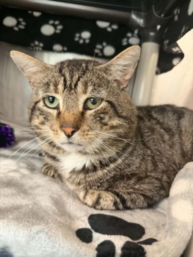 An adult medium-sized male Domestic Medium Hair cat named Mountain Man for adoption in Hagerstown, MD