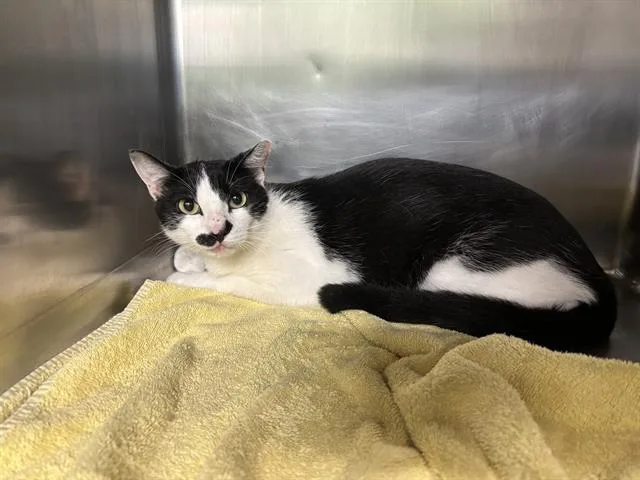 An adult medium-sized male Domestic Short Hair cat named Poland for adoption in Grand Prairie, TX