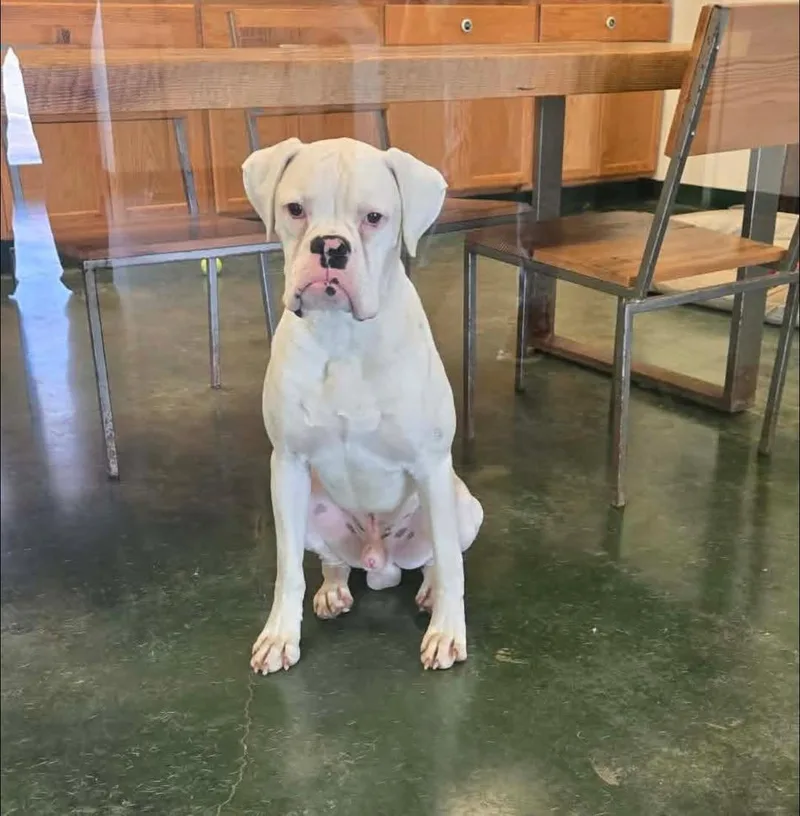 A young large-sized male Boxer dog named Chance for adoption in Monticello, NY