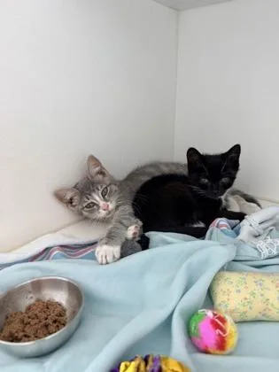 A baby small-sized male Domestic Short Hair cat named Muffin for adoption in Manteo, NC