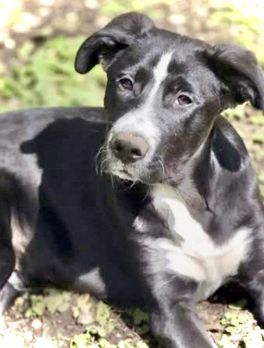 A young medium-sized male Border Collie dog named Cupid for adoption in Chatsworth, GA