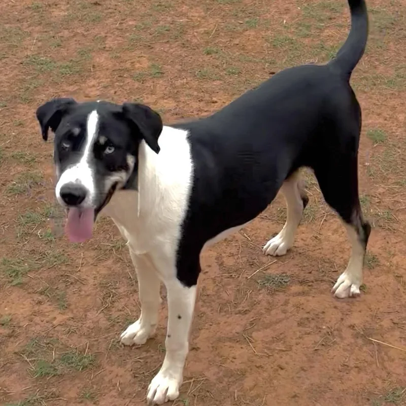 A young medium-sized female Black Border Collie dog named Elizabeth for adoption in Noble, OK
