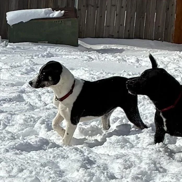 Elizabeth thumbnail 6