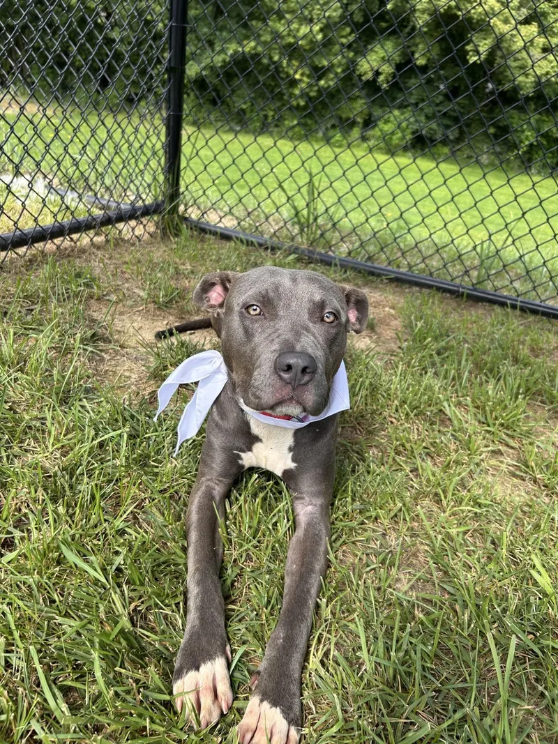 An adult medium-sized male Gray / Blue / Silver Pit Bull Terrier dog named Alvin for adoption in Shepherdsville, KY