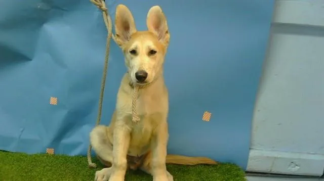 A baby small-sized male German Shepherd Dog dog named Sven for adoption in Gardena, CA