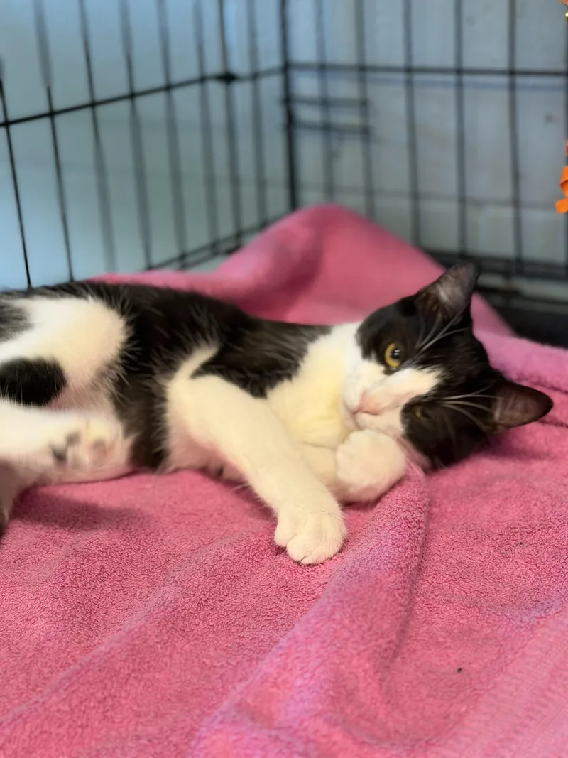A young medium-sized female Domestic Short Hair cat named Angel for adoption in Warren, OH