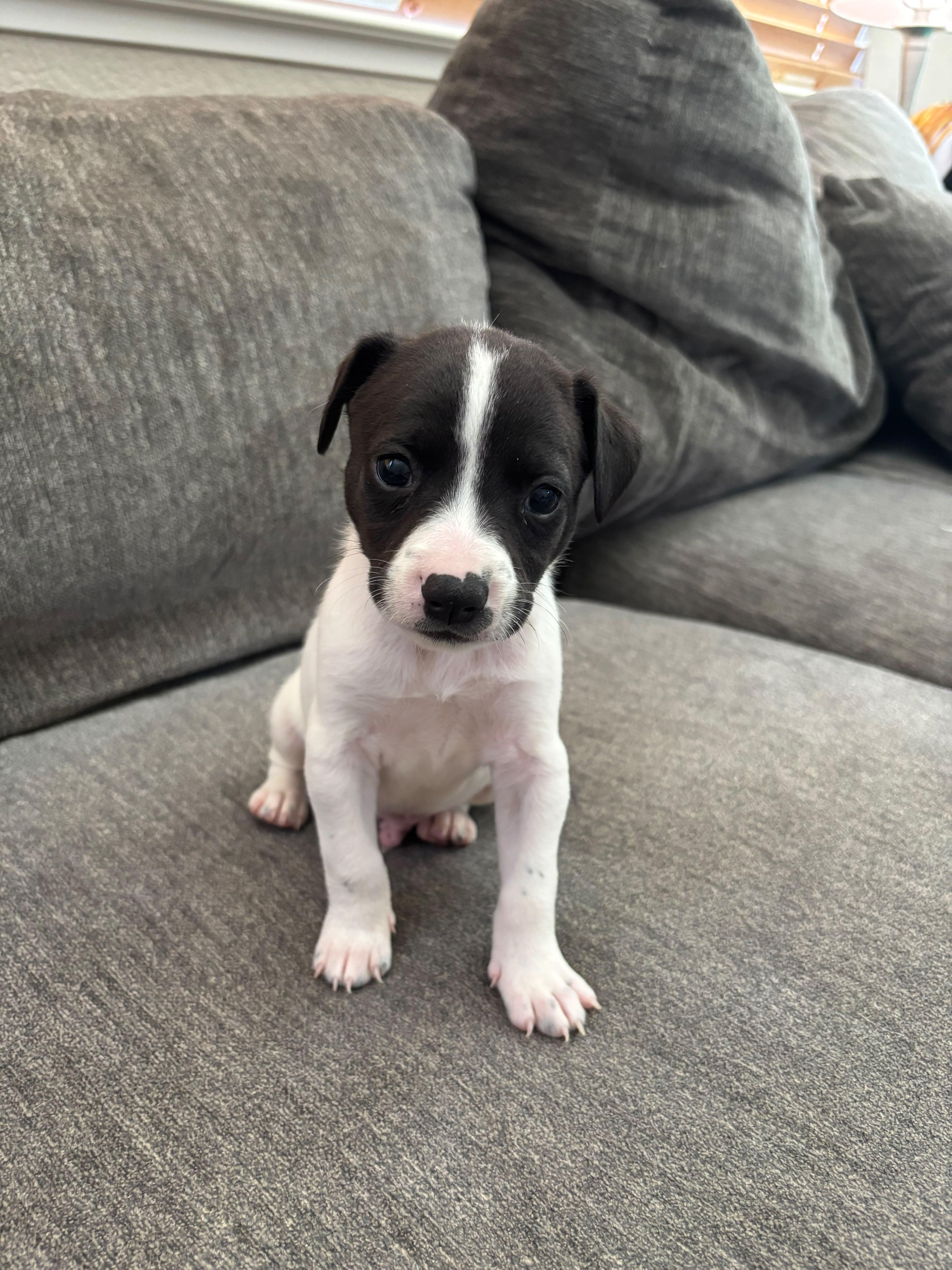 A baby small-sized male Labrador Retriever dog named Nacho for adoption in Discovery Bay, CA