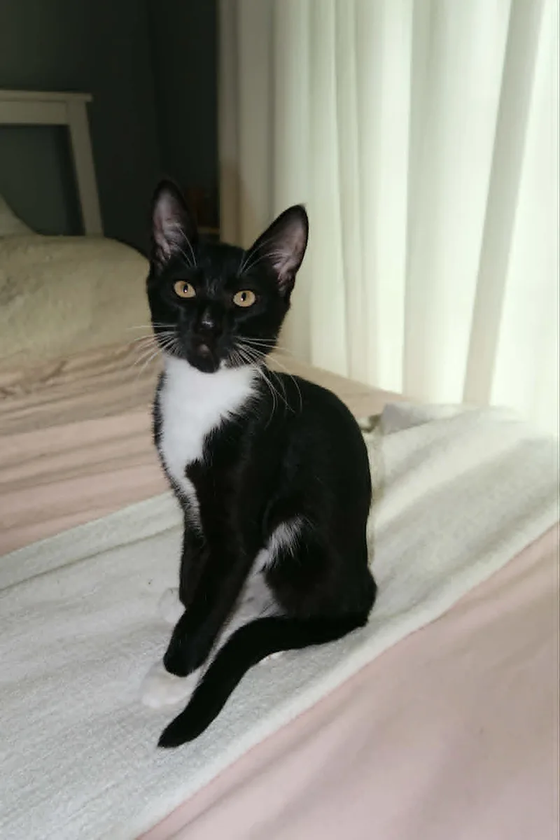A baby medium-sized female Black & White / Tuxedo Domestic Short Hair cat named Trinity for adoption in Overland Park, KS