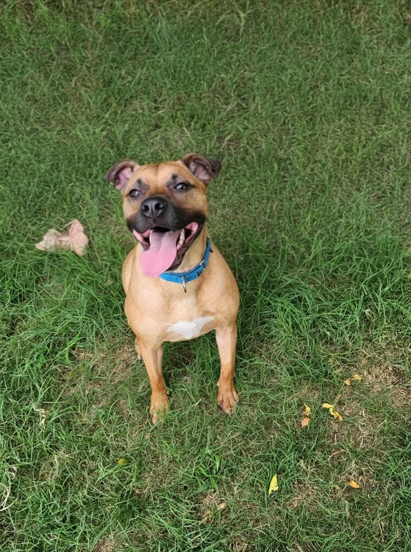 A young large-sized male Black Mouth Cur dog named Brownie for adoption in Falfurrias, TX