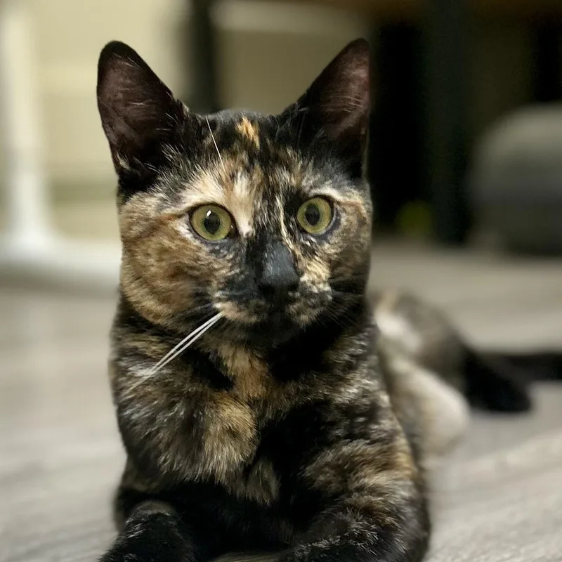 A young medium-sized female Tortoiseshell Domestic Short Hair cat named Cricket for adoption in Mount Rainier, MD
