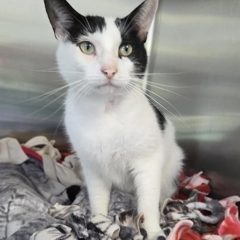 An adult medium-sized male White Domestic Short Hair cat named Ferdinand for adoption in Lexington, MI