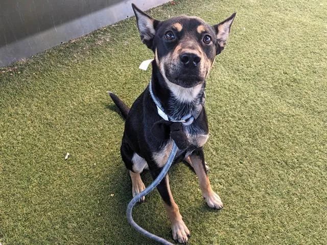 A young large-sized male Australian Kelpie dog named Ace for adoption in Phoenix, AZ