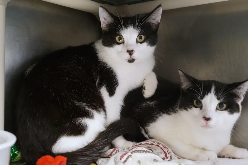An adult medium-sized male Black & White / Tuxedo Domestic Short Hair cat named Zim for adoption in New Milford, CT