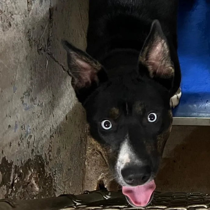 Taquito Dave thumbnail 5