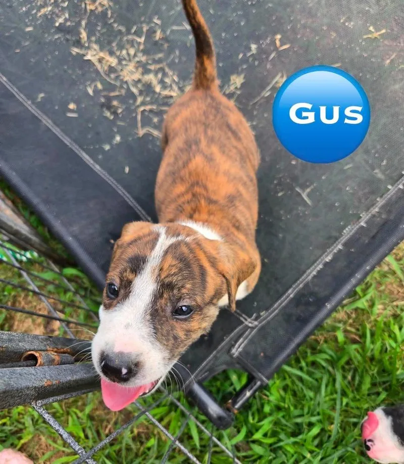 A baby medium-sized male Tricolor (Brown, Black, & White) Pit Bull Terrier dog named Gus for adoption in Wenonah, NJ