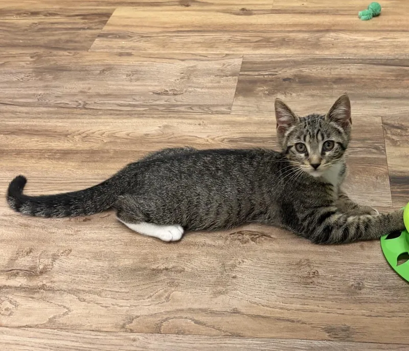 A baby medium-sized male Tabby (Brown / Chocolate) Domestic Short Hair cat named Patrick for adoption in Houston, TX