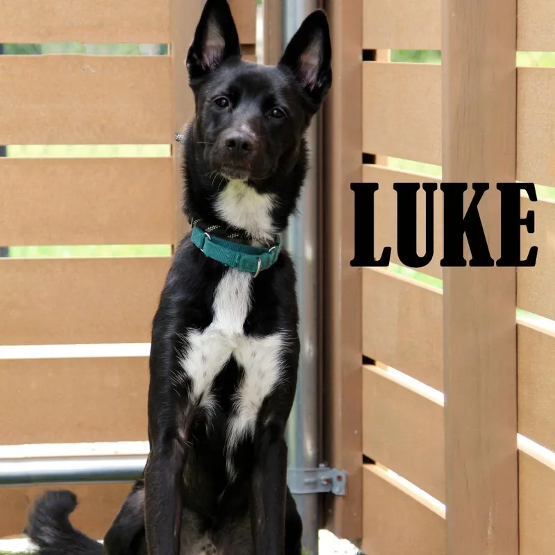 A young medium-sized male Black Shepherd dog named Luke for adoption in Mooresville, NC