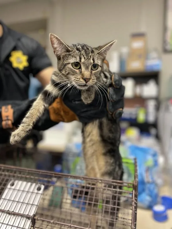 An adult small-sized female Domestic Short Hair cat named Cookie for adoption in Victorville, CA