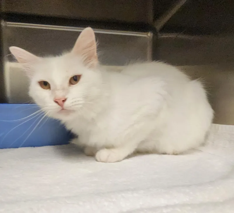 An adult small-sized male White Domestic Short Hair cat named Pan for adoption in Stanley, VA