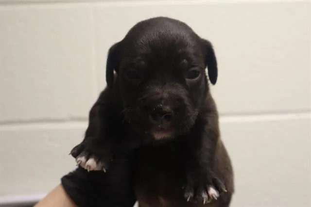 A baby small-sized female Mixed Breed dog named Wisteria for adoption in Columbia, SC