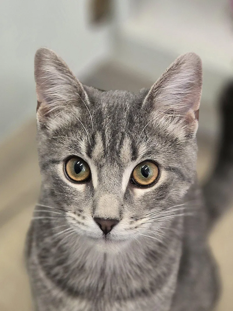 A baby small-sized male Tabby (Gray / Blue / Silver) Tabby cat named Kitaro for adoption in Locust Grove, GA