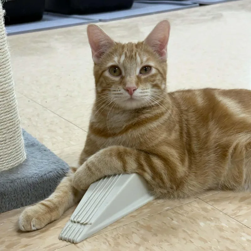 A young medium-sized female Flame Point Domestic Short Hair cat named Amie for adoption in Rushville, IL