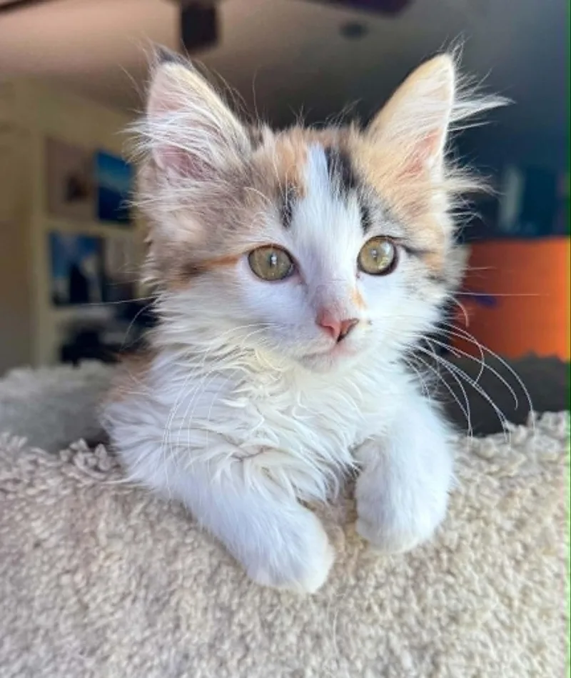 Sybil