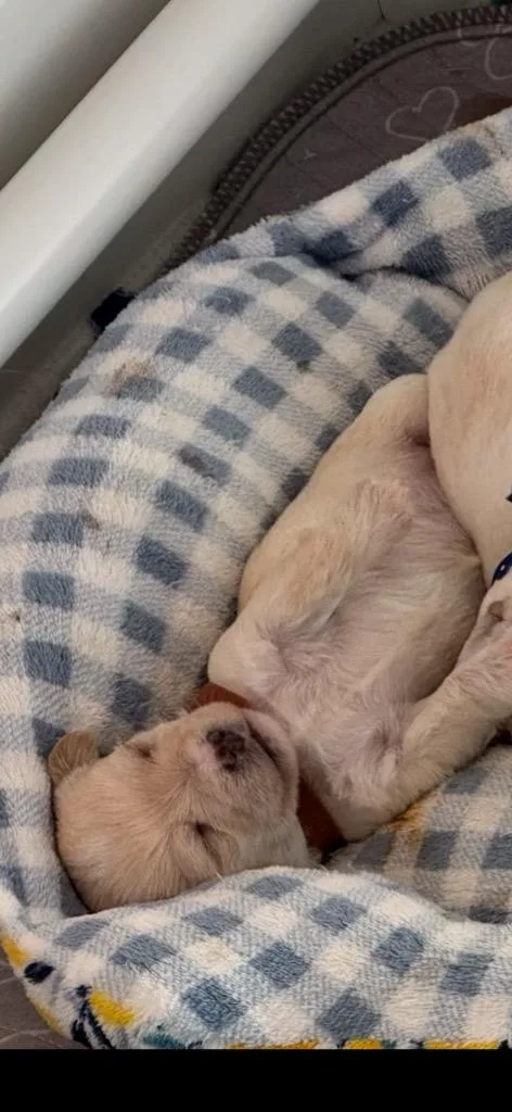 A baby small-sized male Terrier dog named Winton for adoption in Reno, NV