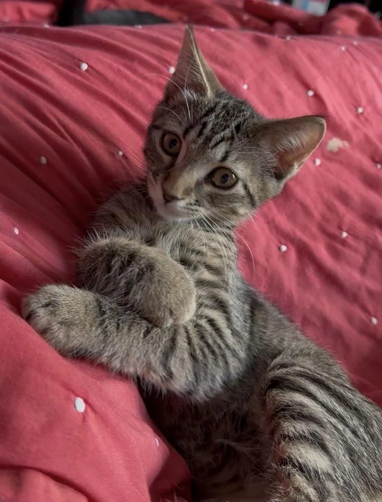 A baby small-sized female Brown / Chocolate Domestic Short Hair cat named Briar for adoption in Olyphant, PA