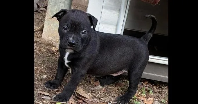 A baby large-sized male Tricolor (Brown, Black, & White) Pit Bull Terrier dog named Gus for adoption in Silsbee, TX